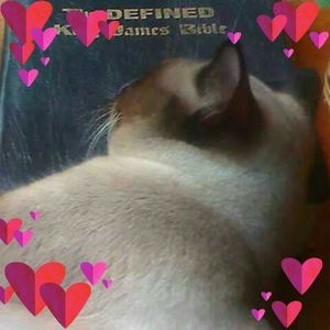 Meet your Posher, Lee